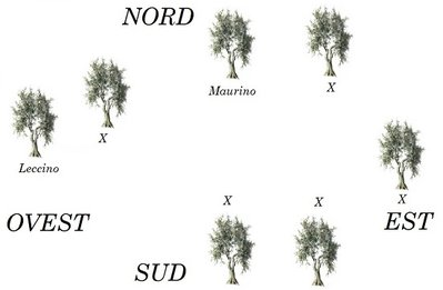 olivo2.jpg (36.57 KiB) Osservato 1016 volte olivo2.jpg