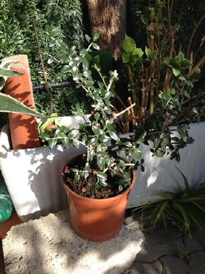 Photo 14-10-12 10 56 55.jpg (140.44 KiB) Osservato 732 volte Photo 14-10-12 10 56 55.jpg