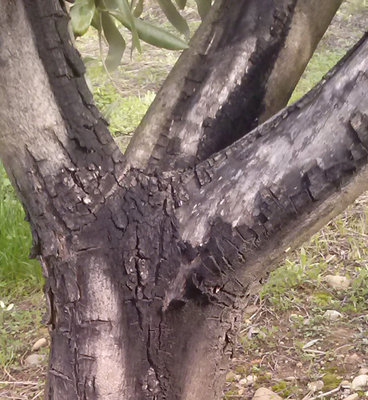 particolare.jpg (276.27 KiB) Osservato 1070 volte particolare.jpg