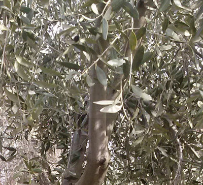 particolare foglie.jpg (334.81 KiB) Osservato 1070 volte particolare foglie.jpg