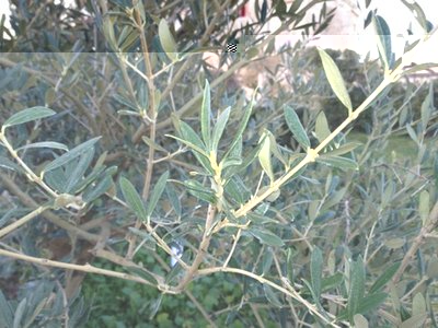 Copia di IMG_1087.jpg (86.16 KiB) Osservato 743 volte Copia di IMG_1087.jpg