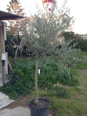 Copia di IMG_1088.jpg (93 KiB) Osservato 743 volte Copia di IMG_1088.jpg