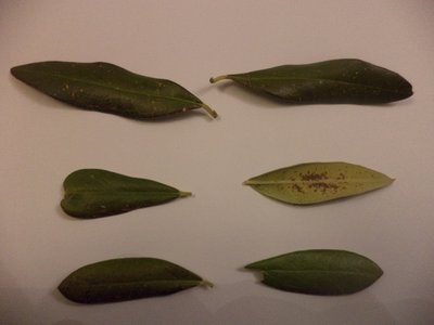 DSC01221.JPG (102.61 KiB) Osservato 832 volte DSC01221.JPG