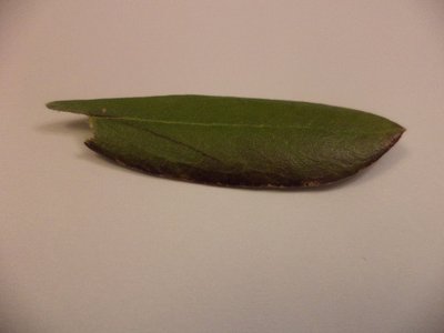 DSC01226.JPG (93.34 KiB) Osservato 832 volte DSC01226.JPG