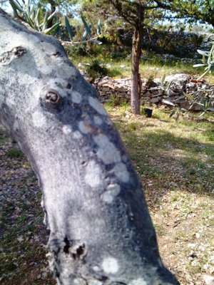 DSC_00102.jpg (178.82 KiB) Osservato 1420 volte DSC_00102.jpg