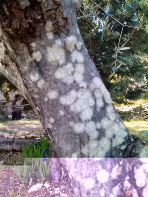 DSC_00103.jpg (145.54 KiB) Osservato 1420 volte DSC_00103.jpg