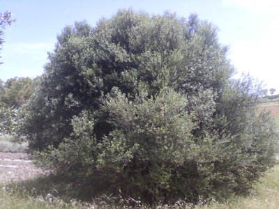 soffocamento polloni, succhioni indomati / 05_115629new.jpg 05_115629new.jpg