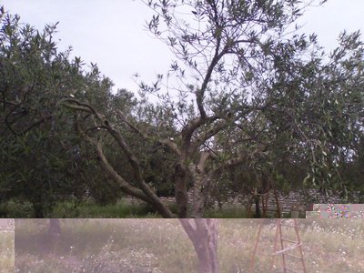 ecco quello che rimane dopo la rimozione dei succhioni e polloni / 06_171130new.jpg 06_171130new.jpg