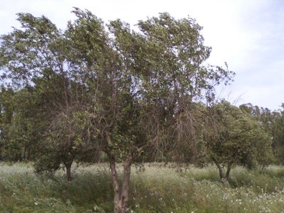 effetto del forte vento / 07_162947new.jpg 07_162947new.jpg