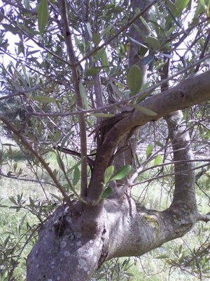 effetto del forte vento / 07_155134new.jpg 07_155134new.jpg