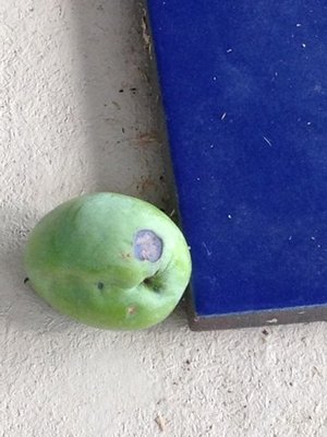 IMG_0795.jpg (56.24 KiB) Osservato 865 volte IMG_0795.jpg