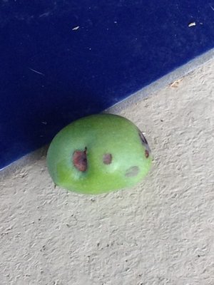 IMG_0798.jpg (52.91 KiB) Osservato 865 volte IMG_0798.jpg