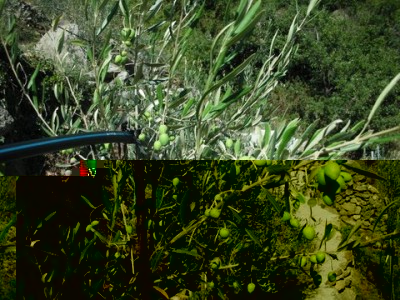 Picholine.jpg (85.43 KiB) Osservato 1539 volte Picholine.jpg