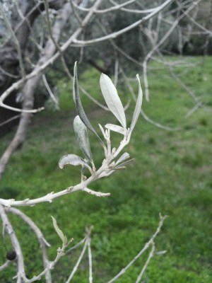 20131114_165544 - Copia.jpg (100.4 KiB) Osservato 733 volte 20131114_165544 - Copia.jpg