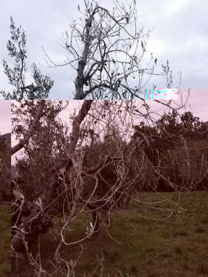 20131114_165648 - Copia.jpg (138.87 KiB) Osservato 733 volte 20131114_165648 - Copia.jpg