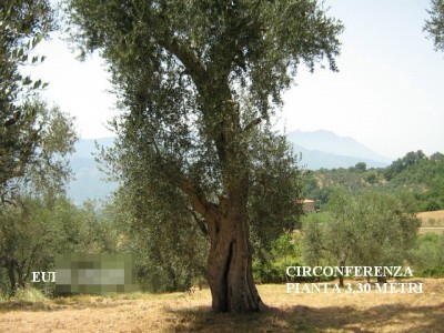 Foto Olivo Plurisecolare / Foto Ulivo c.jpg Foto Ulivo c.jpg