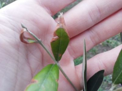 20140114_170307.jpg (70.56 KiB) Osservato 670 volte 20140114_170307.jpg