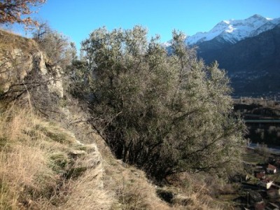 Olivo.jpg (70.06 KiB) Osservato 1332 volte Olivo.jpg