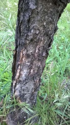 IMG-20140504-WA017.jpg (111.02 KiB) Osservato 780 volte IMG-20140504-WA017.jpg