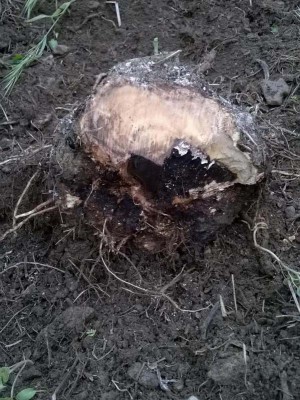 IMG-20140504-WA015.jpg (133.69 KiB) Osservato 780 volte IMG-20140504-WA015.jpg