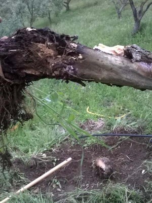 IMG-20140504-WA012.jpg (121.08 KiB) Osservato 780 volte IMG-20140504-WA012.jpg