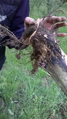 IMG-20140504-WA011.jpg (101.45 KiB) Osservato 780 volte IMG-20140504-WA011.jpg