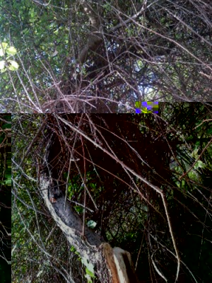 CIMA CON ROVI.jpg (120.48 KiB) Osservato 1046 volte CIMA CON ROVI.jpg