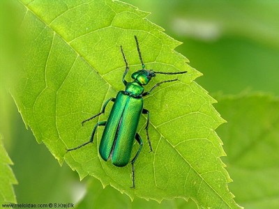 silfio%20Lytta%20vesicatoria%202.jpg (78.97 KiB) Osservato 823 volte silfio%20Lytta%20vesicatoria%202.jpg