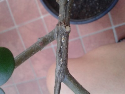 2014-10-13 18.17.46.jpg (139.21 KiB) Osservato 670 volte 2014-10-13 18.17.46.jpg