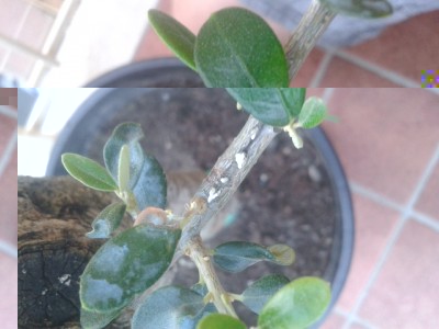 2014-10-13 18.17.21.jpg (175.93 KiB) Osservato 670 volte 2014-10-13 18.17.21.jpg