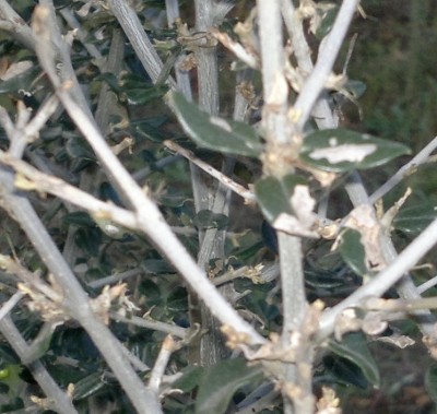 polloni (2).jpg (184.14 KiB) Osservato 834 volte polloni (2).jpg