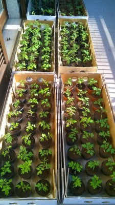 PiantinePomodoro9-04.15 (2)a.jpg (240.59 KiB) Osservato 533 volte PiantinePomodoro9-04.15 (2)a.jpg