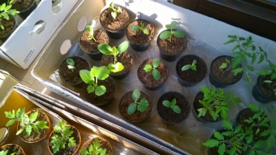 PiantinePomodoro9-04.15 (5)a.jpg (185.7 KiB) Osservato 533 volte PiantinePomodoro9-04.15 (5)a.jpg