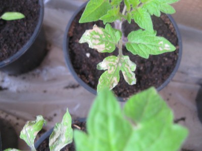 PiantinePomodoroMalate (1)a.JPG (118.79 KiB) Osservato 533 volte PiantinePomodoroMalate (1)a.JPG