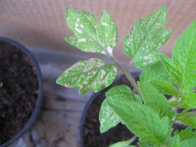 PiantinePomodoroMalate (3)a.JPG (125.86 KiB) Osservato 533 volte PiantinePomodoroMalate (3)a.JPG