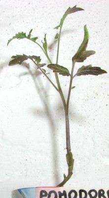 00001aa.jpg (85.76 KiB) Osservato 1116 volte 00001aa.jpg