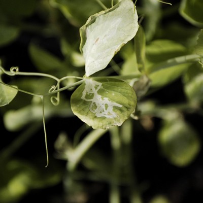 _DSC9430.JPG (184.26 KiB) Osservato 456 volte _DSC9430.JPG