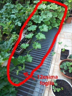 tn_img_20150617_210417.jpg (165.42 KiB) Osservato 717 volte tn_img_20150617_210417.jpg