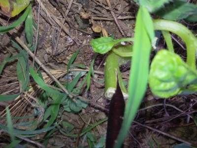 20150630_110754.jpg (351.06 KiB) Osservato 1194 volte 20150630_110754.jpg