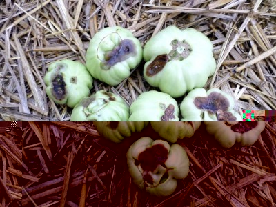 Pomodori.jpg (182.9 KiB) Osservato 525 volte Pomodori.jpg