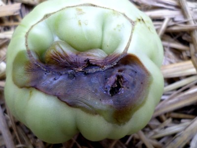 Pom.jpg (98.92 KiB) Osservato 525 volte Pom.jpg