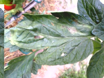 Foglia.jpg (121.33 KiB) Osservato 525 volte Foglia.jpg