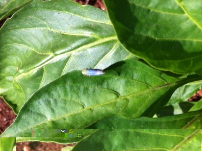 foto.JPG (139.43 KiB) Osservato 426 volte foto.JPG