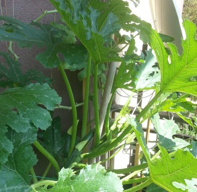 Zucchina b.jpg (309.68 KiB) Osservato 990 volte Zucchina b.jpg