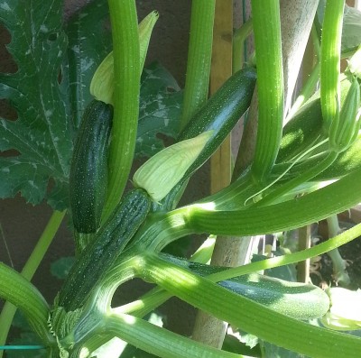 Particolare frutto ad inizio appassimento / Zucchina 1 b.jpg Zucchina 1 b.jpg