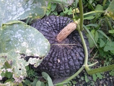 zucca1 / CAM01547.jpg CAM01547.jpg