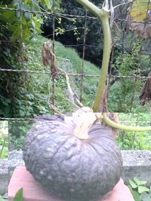 zucca2 / CAM01549.jpg CAM01549.jpg