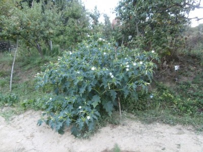 P9030080.JPG (132.17 KiB) Osservato 1691 volte P9030080.JPG