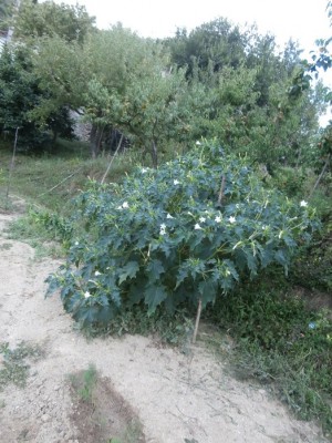 P9030083.JPG (148.18 KiB) Osservato 1691 volte P9030083.JPG