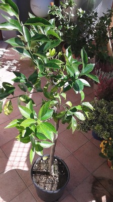 20151012_125421.jpg (211.24 KiB) Osservato 1114 volte 20151012_125421.jpg